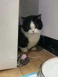 宠物，猫(大过年的，别的小猫咪都走亲访友去了你还在家玩小老鼠)-喵神素材库
