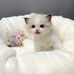 宠物萌宠猫猫咪日常(每天辛辛苦苦的月嫂本嫂，今天好像这个小盆友凶了，玻璃心了)-喵神素材库