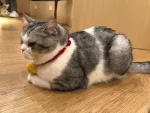 猫咪毛茸茸可爱大头(见到大头本尊了！好开心！)-喵神素材库