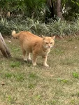 猫咪毛茸茸可爱流浪猫(精神状态很好，干了两碗饭)-喵神素材库