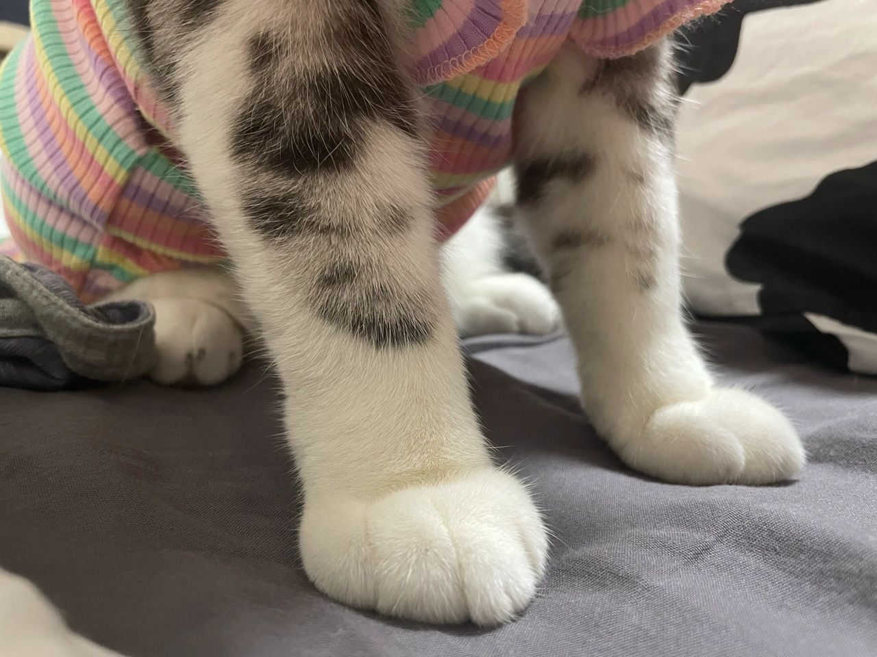 宠物萌宠猫(姨姨们快来，我请你们吃山竹)-喵神素材库
