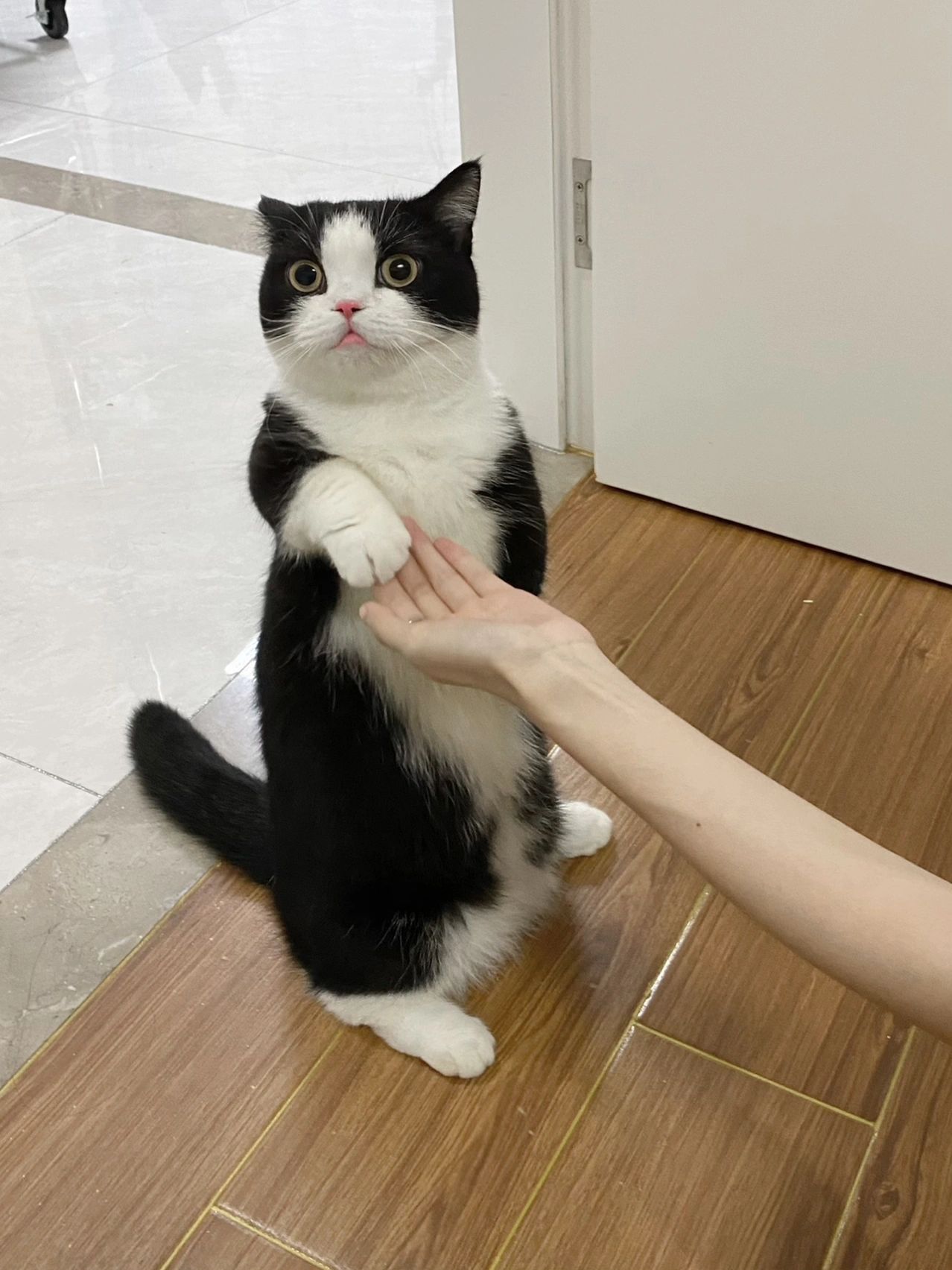 宠物萌宠猫(我家宠物)-喵神素材库