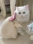 猫咪毛茸茸可爱(咱也不知道她为啥就生气了，大概是没有ee点赞了叭\\t)-喵神素材库