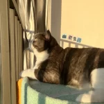 猫咪晒太阳舒服安逸(安逸  )-喵神素材库