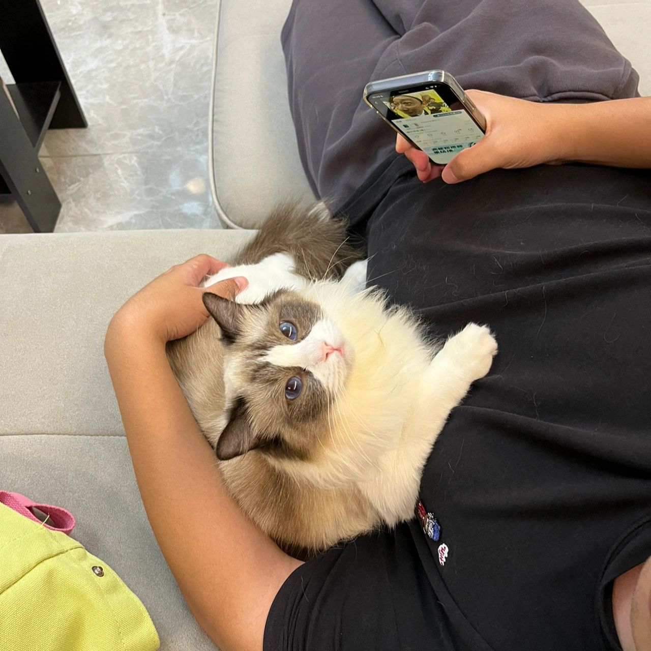 4布偶猫萌宠小可爱 (猫咪日常)-喵神素材库