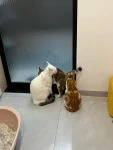 猫咪毛茸茸可爱(孩子是我爸捡的，说是个女孩子，然后他自己没时间养，昨晚连夜就给我送来了)-喵神素材库