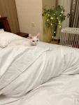 猫咪毛茸茸可爱(可爱)-喵神素材库