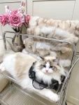 宠物萌宠猫猫咪日常鲜花玫瑰花(春天来啦)-喵神素材库
