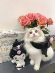 宠物萌宠猫猫咪日常鲜花玫瑰花(美美的猫咪)-喵神素材库