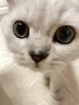 宠物萌宠猫猫咪日常(马上四个月大啦，我的好大儿一开始是个丑小孩，现在越来越帅)-喵神素材库