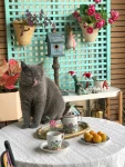 茶鲜花猫茶具(做完家务喝壶最爱的英九红茶歇息一下。 )-喵神素材库
