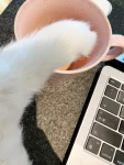 猫咪毛茸茸可爱撒娇德文卷毛猫(越来越不喜欢生活跟工作没有明显界限的方式自从疫情开始生活没有专属的时间工作没有庄重的“仪式感”感觉都没碎但就是拼不成一整块尽快结束这一切吧  )-喵神素材库