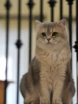 宠物萌宠猫(宠物  )-喵神素材库