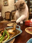 猫咪毛茸茸可爱英短乳白(每次上餐桌都要对桌上的菜动手动脚的咋一点都不礼貌呢)-喵神素材库
