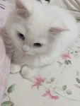 猫咪猫乖白色(我在哪，它就呆在哪，不吵也不闹)-喵神素材库