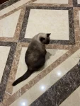 猫萌宠茶杯茶生活(希望你可以明白，长大对你而言，是可以做更多想做的事，而不是被迫做更多不想做的事)-喵神素材库