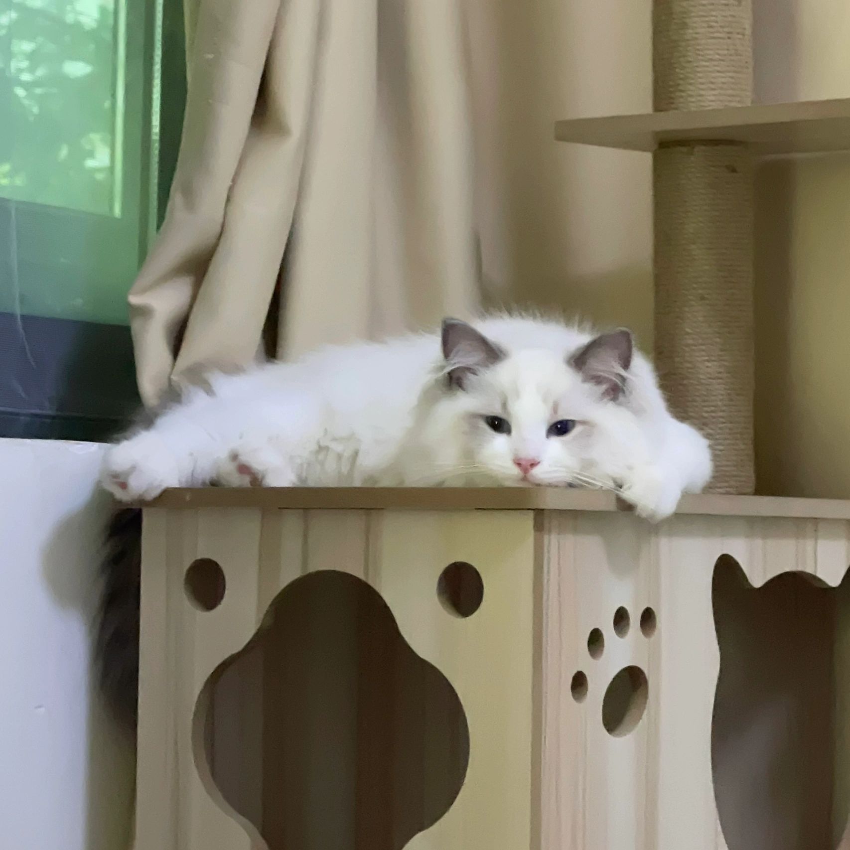 4布偶猫宠物小可爱 (我的小猫咪)-喵神素材库