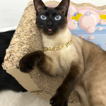 3宠物萌宠猫暹罗黑猫(猫咪日常  )-喵神素材库