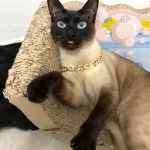 3宠物萌宠猫暹罗黑猫(猫咪日常  )-喵神素材库