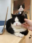 1宠物猫奶牛猫画电脑(它长的这么礼貌，给我掐下脸不过分吧)-喵神素材库