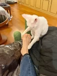 7德文卷毛猫超萌可爱宠物猫(10分钟之内就像养了2只猫刚刚还人畜无害的睡你身上转眼就抱着你的脚开啃)-喵神素材库