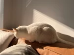 2猫咪宠物金渐层萌宠猫猫阳光(我家宠物好可爱  )-喵神素材库