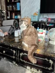 宠物萌宠猫( 什么表情啊)-喵神素材库