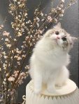 宠物萌宠猫猫咪日常开花鲜花(搬好小板凳，小猫咪也来拍游客照啦)-喵神素材库