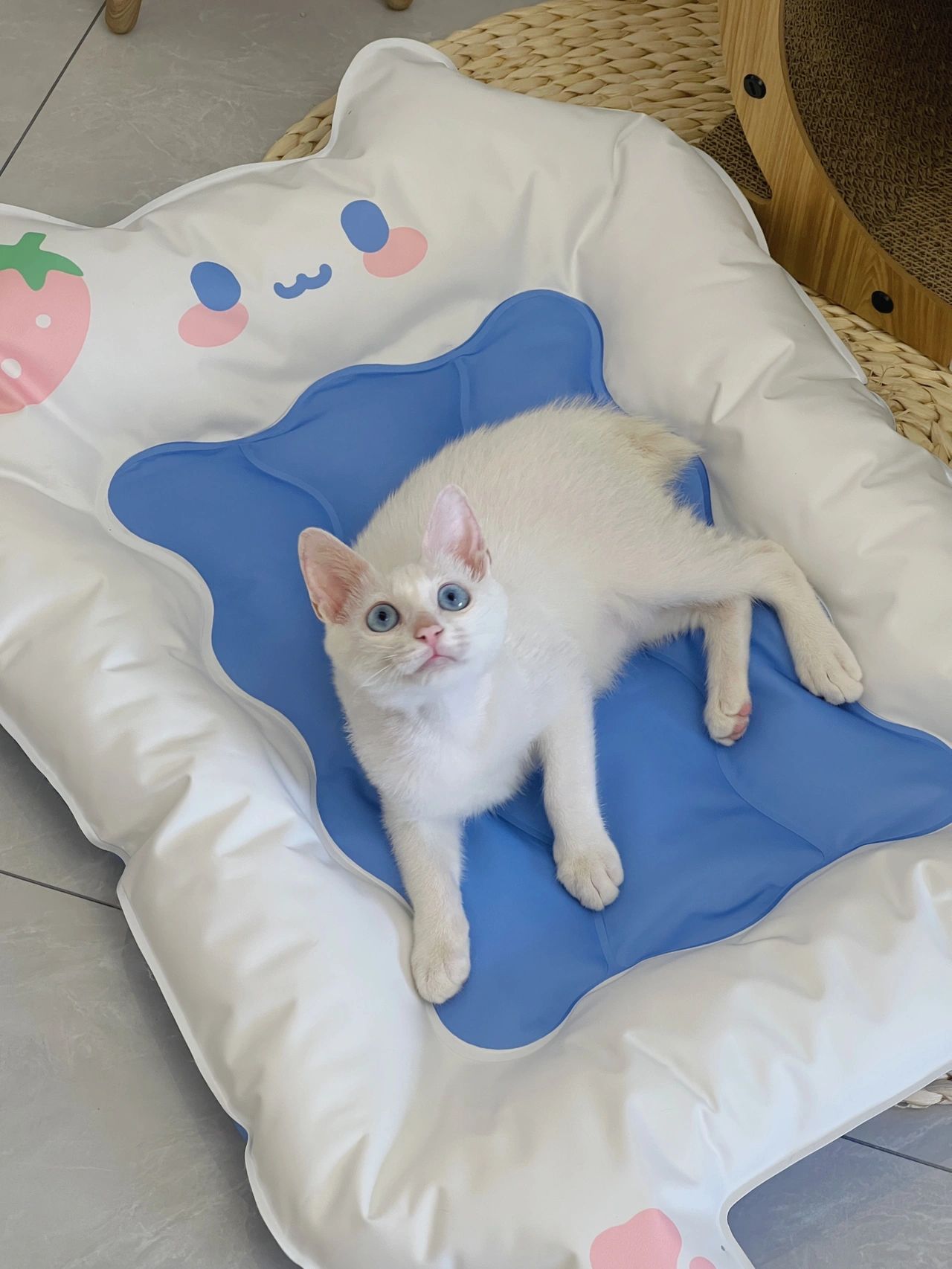 宠物萌宠猫(听说一个猫中最吉利，一个会使我变富啊)-喵神素材库