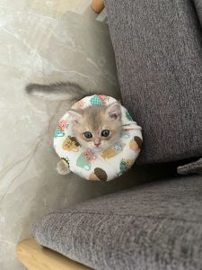宠物萌宠猫撸猫(蓝金弟弟 终于有猫了)-喵神素材库