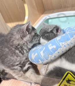 宠物萌宠猫(甜甜的恋爱  )-喵神素材库