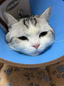 宠物萌宠猫(泪眼婆娑的可怜小绵)-喵神素材库