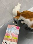 4中华田园猫宠物萌宠小可爱猫粮(猫咪日常)-喵神素材库