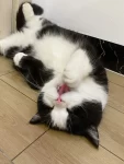 宠物萌宠猫(实际在家是个)-喵神素材库