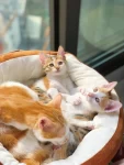 2猫咪宠物日常田园猫萌宠(OMG，这是俺的baby有妈的孩子像个宝，后面开始了抢妈大战\\t)-喵神素材库
