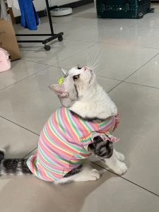 宠物萌宠猫(之前在宠物店一个眼神就把我勾走了 想把它立刻带回家！现在已经长这么大啦)-喵神素材库