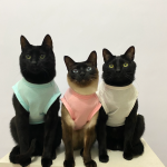 猫黑猫表情猫衣(三只小可爱)-喵神素材库