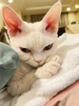 3宠物萌宠猫德文卷毛猫(人生不如意十之八九意外和明天也确实没有固定顺序疫情、空难、经济、人心似乎都是今天沮丧的下酒菜担心也是没用的活在当下筹谋将来这样遗憾可能会少一些吧还是不要放大负面的东西了多看看美好可爱的事物比如四脚兽)-喵神素材库