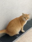 3宠物萌宠猫(她好拽，我好喜欢)-喵神素材库