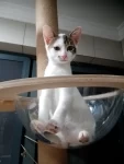 猫咪毛茸茸可爱(太调皮了)-喵神素材库