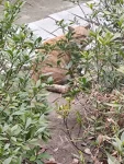 2猫咪流浪猫橘猫树枝树叶(犹抱琵琶半遮面)-喵神素材库