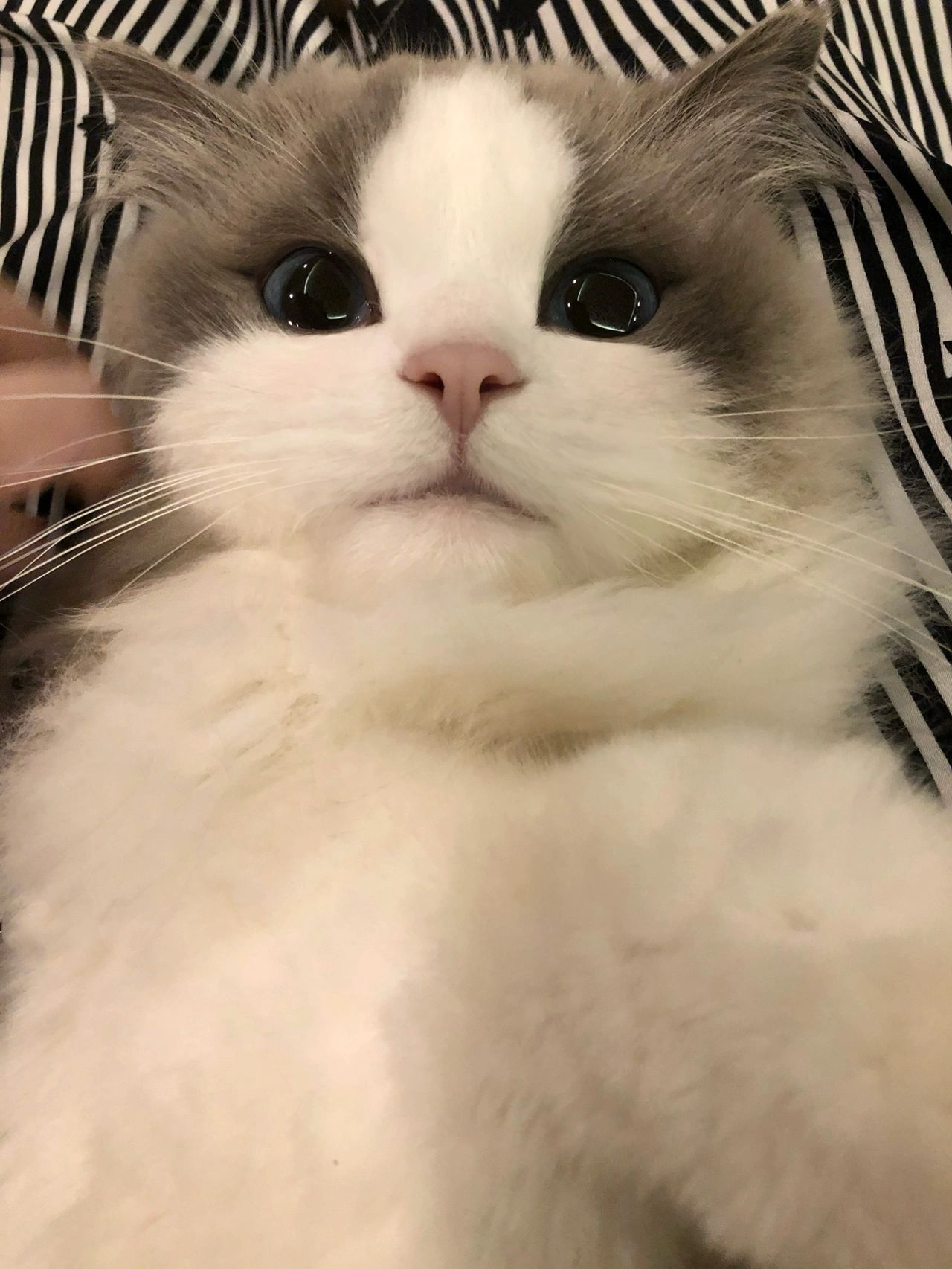4布偶猫宠物萌宠小可爱  (我家宠物好可爱 )-喵神素材库