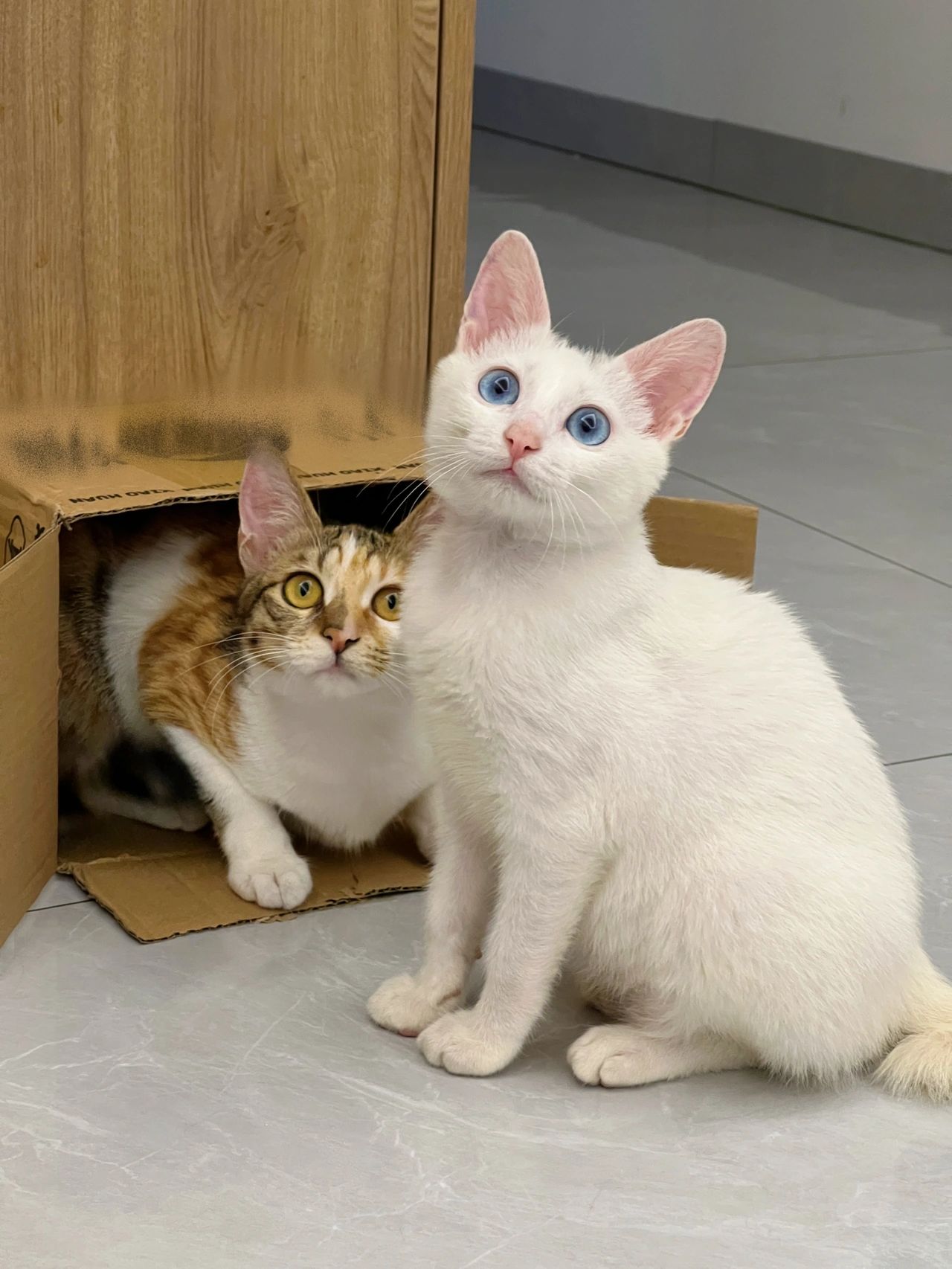 宠物萌宠猫(你们只能是姐弟，永远成为不了情侣)-喵神素材库