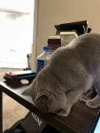 豪车内饰宠物猫(隔离第17天，今天又是想万万的一天，英短真的太可爱了)-喵神素材库