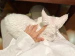 宠物萌宠猫(一边看资料一边撸猫)-喵神素材库