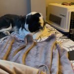 宠物萌宠狗日常(孩子大了，不爱拍照了)-喵神素材库