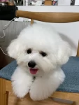 宠物萌宠狗狗日常小型犬比熊(趁着要洗澡带出门溜达一圈，几下就扑腾得自己灰头土脸，立马抱去宠物店翻新[偷笑R][偷笑R])-喵神素材库