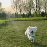 宠物萌宠狗美景拍照(我家宠物好可爱)-喵神素材库