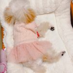 宠物萌宠狗日常剪毛(有多悲伤呢。请往后看……快过年了。狗子的毛又长长了。天天梳天天打结 于是～我们就是理毛了。然后我就要哭了本来是穿裙子的漂亮妹妹 托尼你是怎么想的 给我剪成了秃头。)-喵神素材库