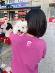宠物萌宠狗狗日常小型犬比熊(这个小东西最喜欢别人抱了，特别是小姐姐们，知道小姐姐都喜欢他[偷笑R][偷笑R])-喵神素材库